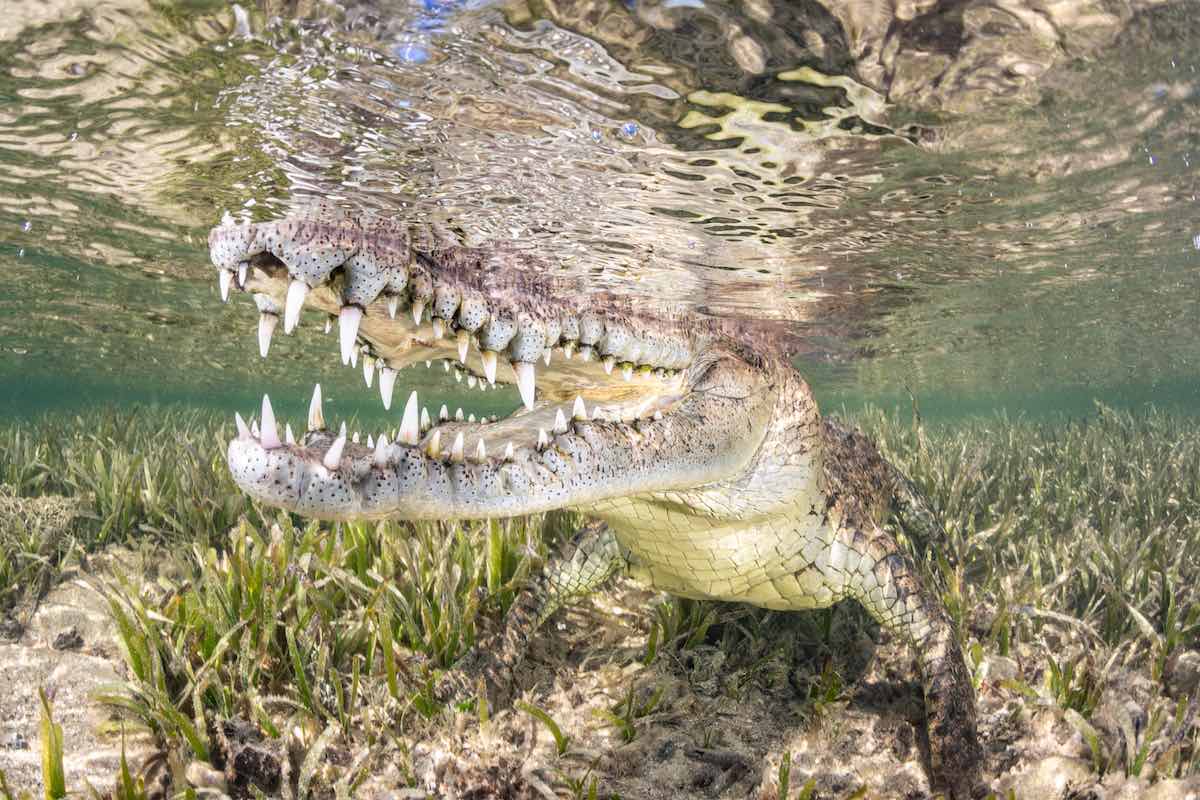 SEAGRASS - Connecting The Dots