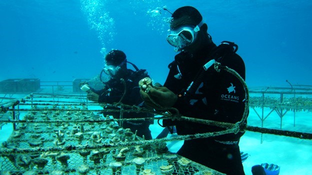 Zanzibar Reef Restoration