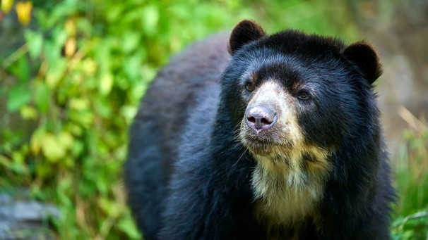 Real-life Paddington Bear