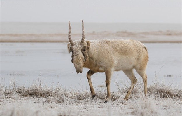 Ice-age Antelope